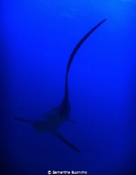 The elegance of a thresher shark by Samantha Buonvino 